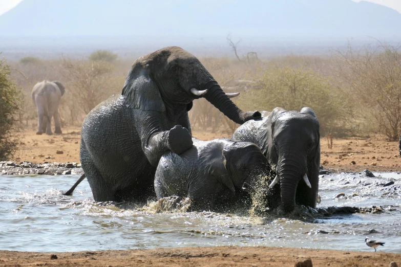some elephants are standing in water together