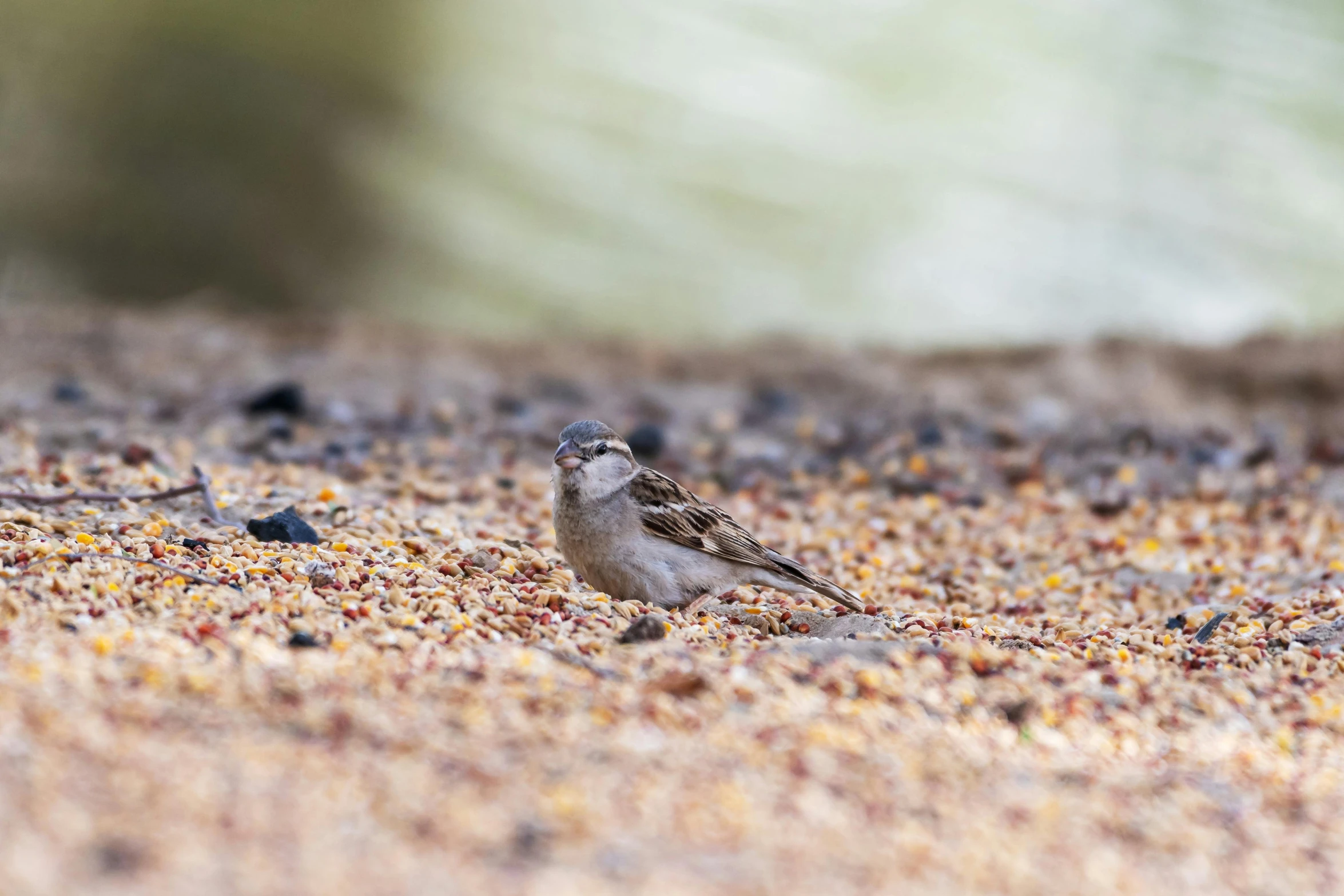 a bird that is on the ground next to some dirt