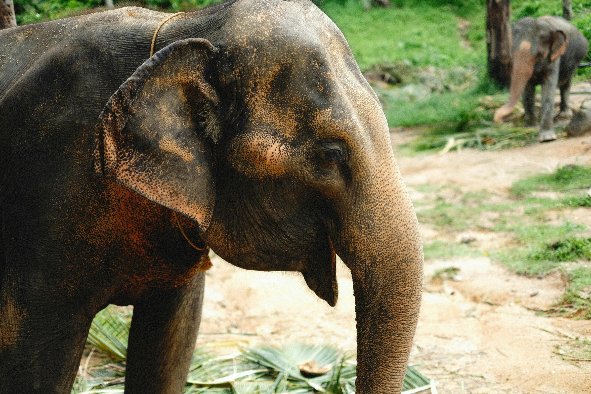 an elephant standing in the dirt next to some trees