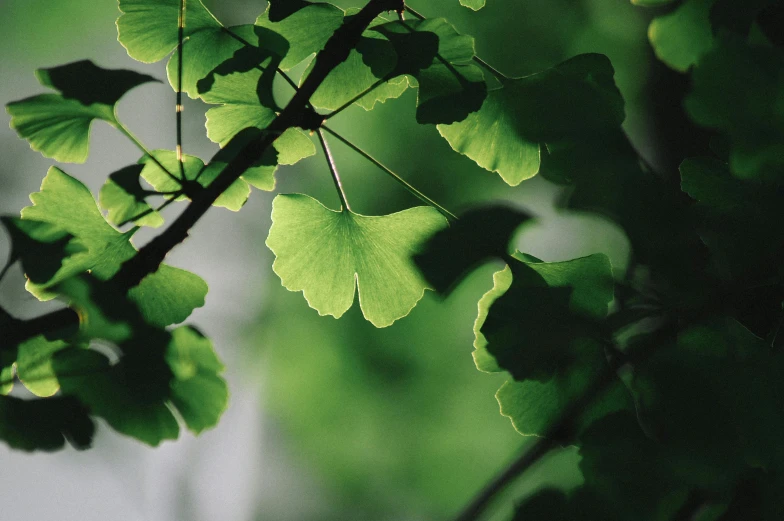 a green leaf is on the tree nch