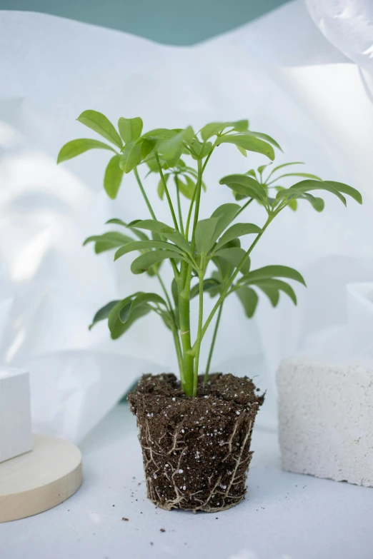 a plant sits alone in an empty soil