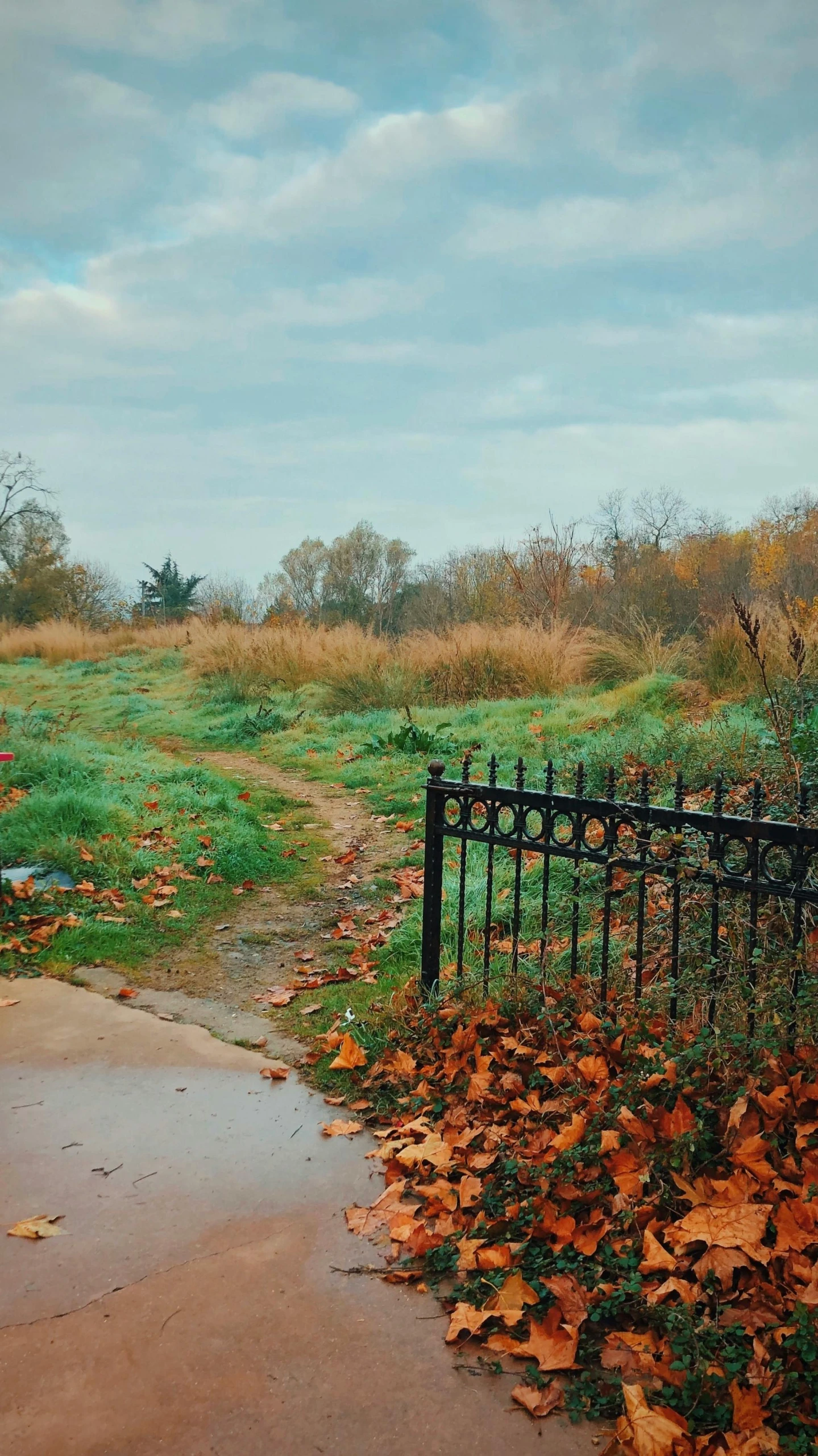 the view of a grassy area next to a wet sidewalk with an old iron fence and tree with leaves