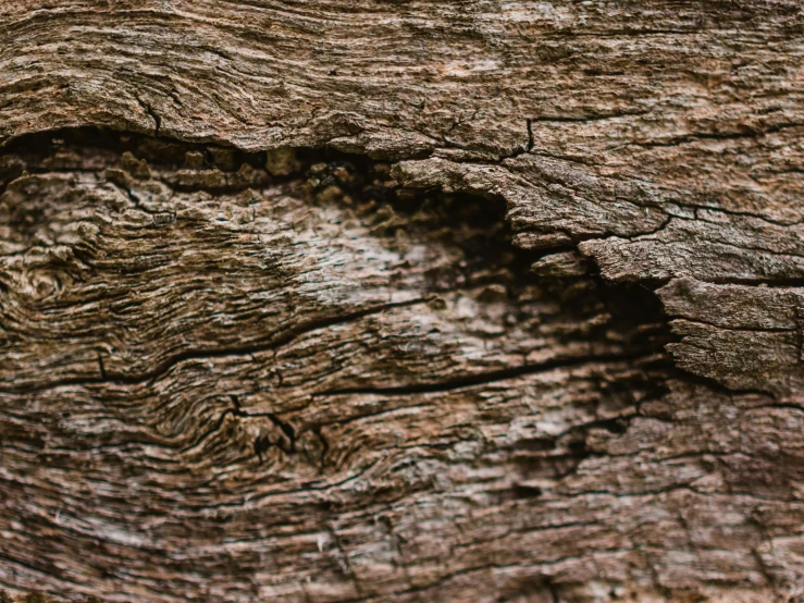 a close up view of a brown bark on a tree