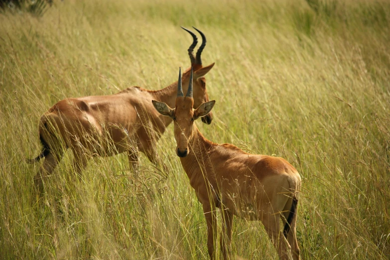 two gazelles and an antelope looking into opposite directions