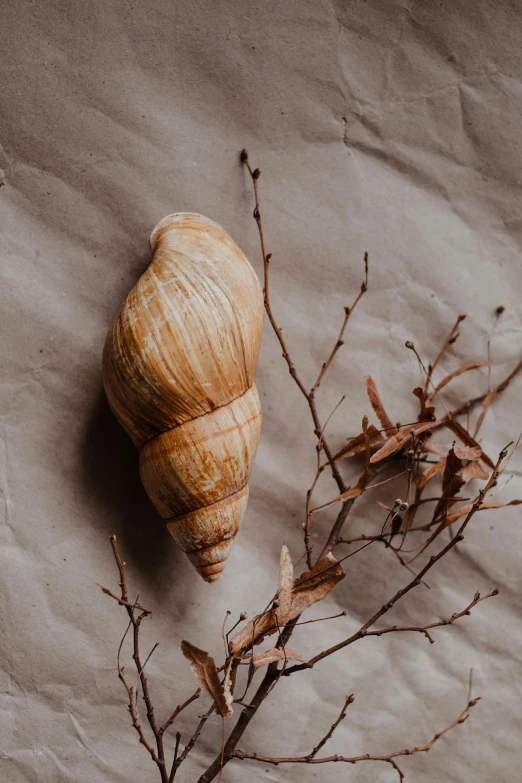 two large shells on a sandy surface next to twigs