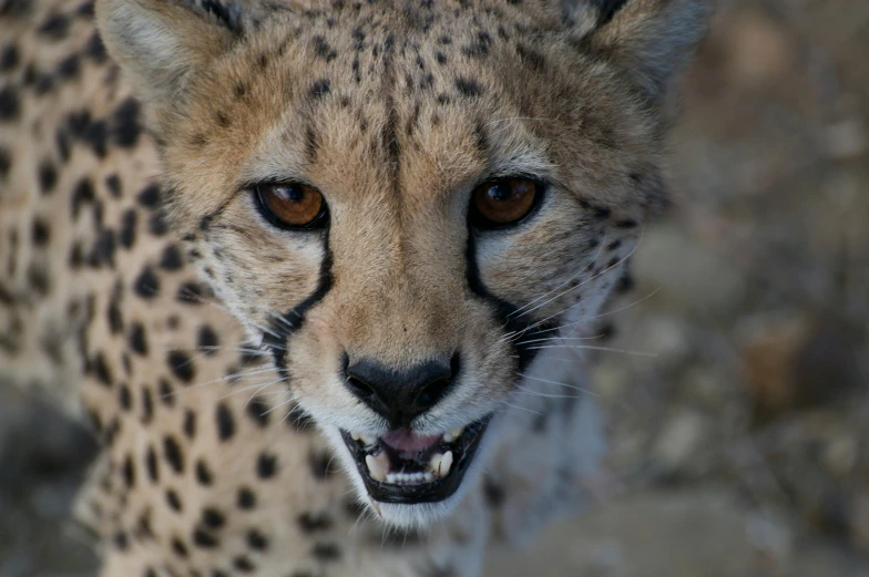 a cheetah looks at the camera, showing it's teeth