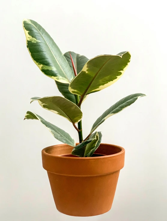 a close up of a potted plant with a white background