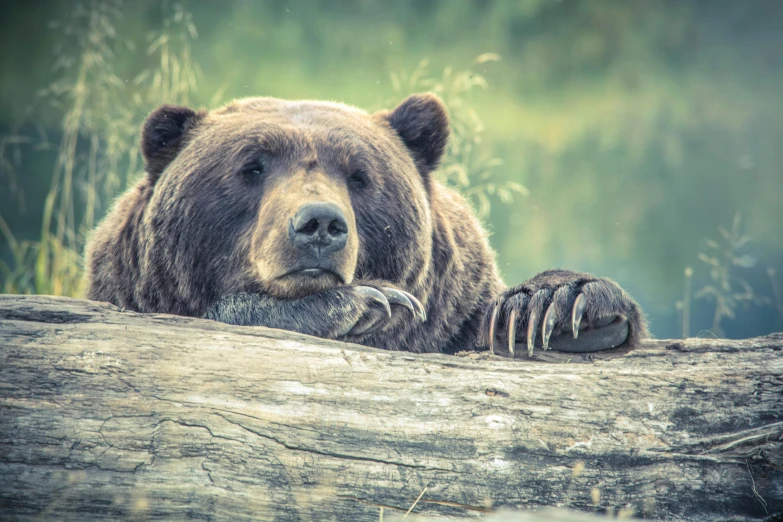 a grizzly bear laying on a log in the forest