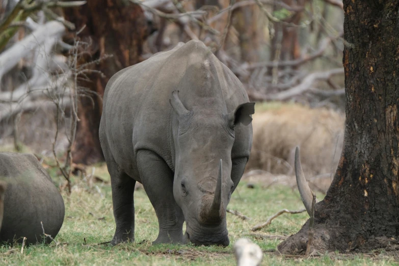 an elephant stands in the grass behind trees