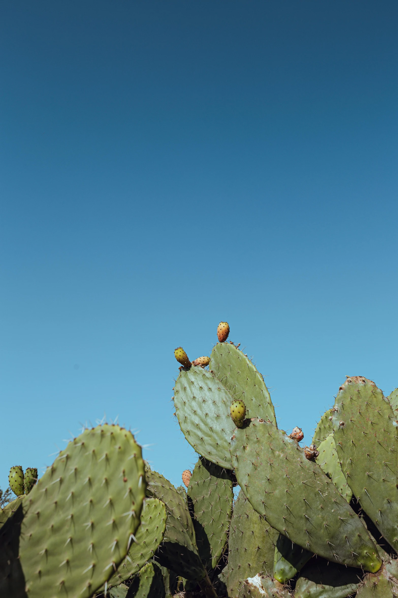 many green cactus plants are next to each other