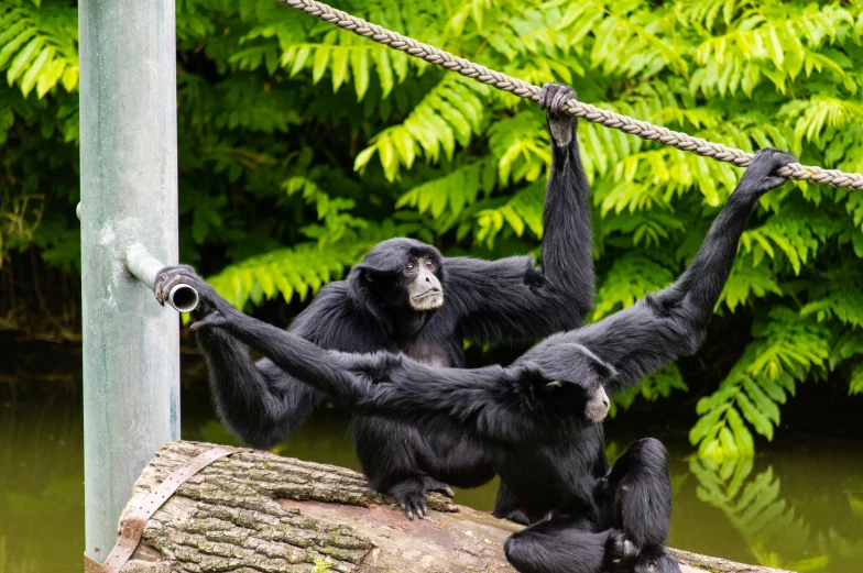 a trio of chimpanlies hang around in an enclosure