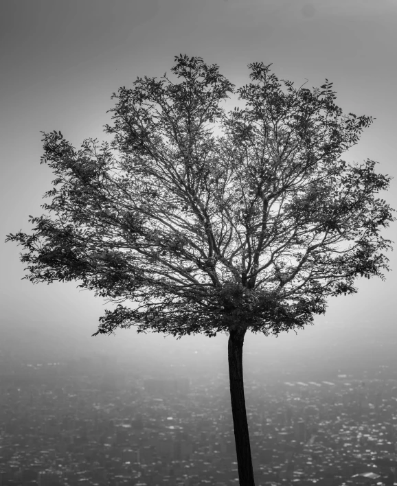 a tree sits in the middle of foggy trees