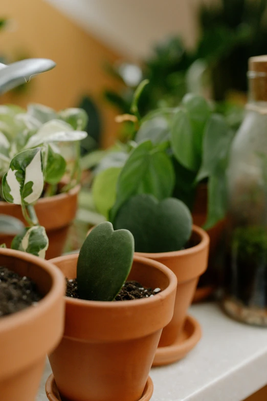 cactuses sitting on top of a counter next to a bottle of liquor