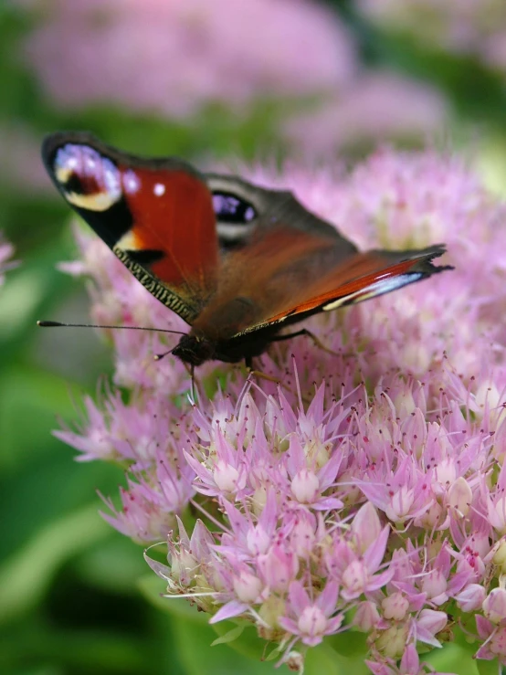 the red and brown erfly is perched on a pink flower
