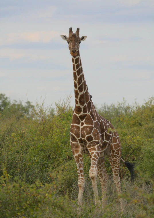 the tall giraffe is standing in the grassy field