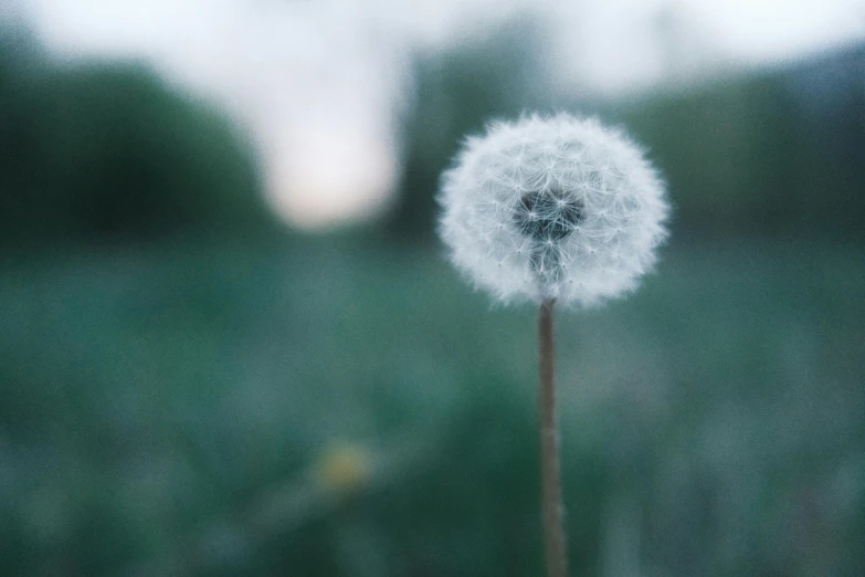 a close up image of the dandelion on the ground