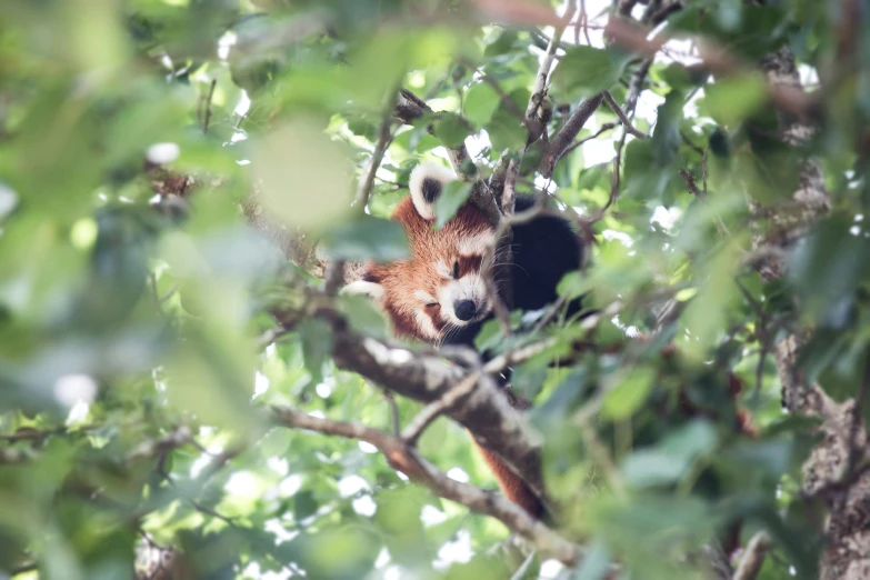 a large animal with white stripes hanging from a tree