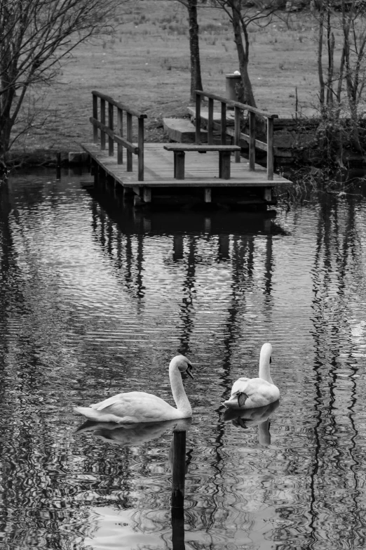 swans on the water under the wooden bridge