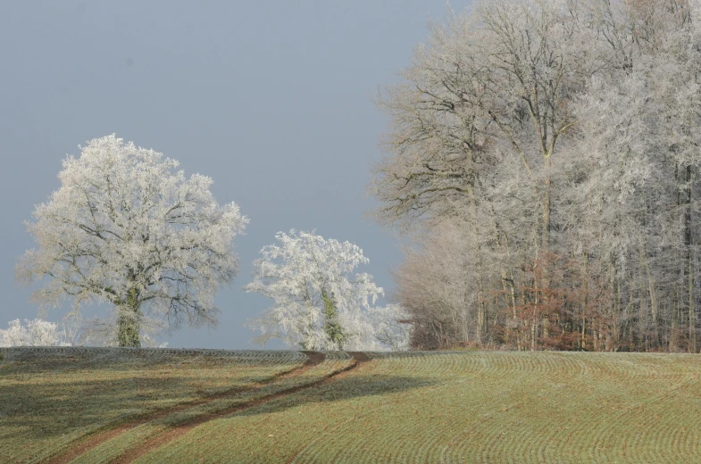 three trees in a field, with one walking in the distance