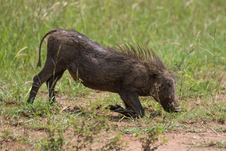 a boar standing next to a grass covered field