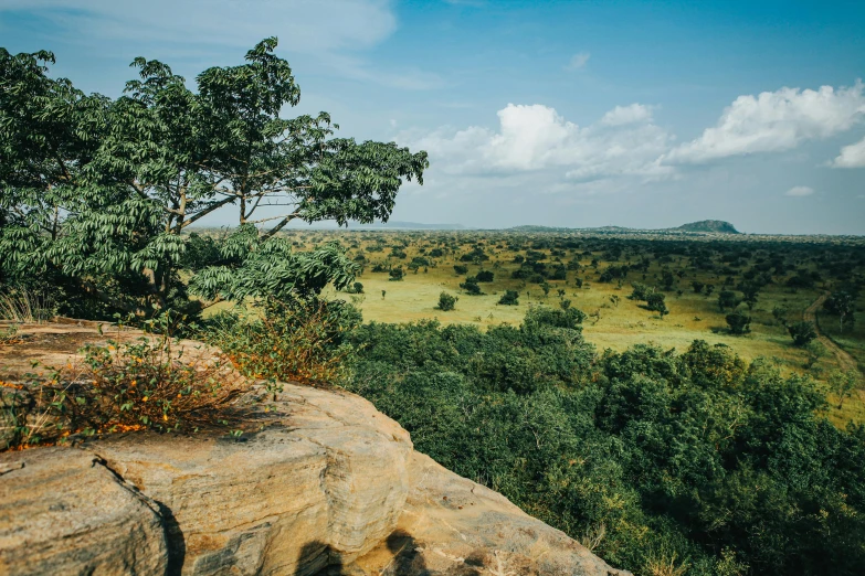 a couple of trees on top of a hill near grass and rocks