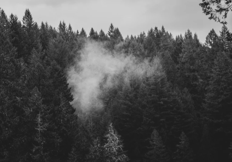 a group of trees with mist coming out