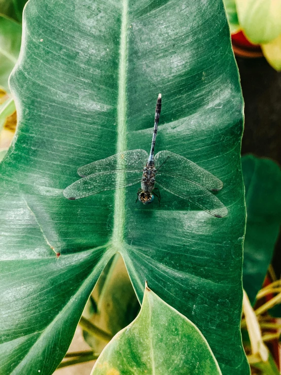 a dragonfly resting on a leaf on a sunny day