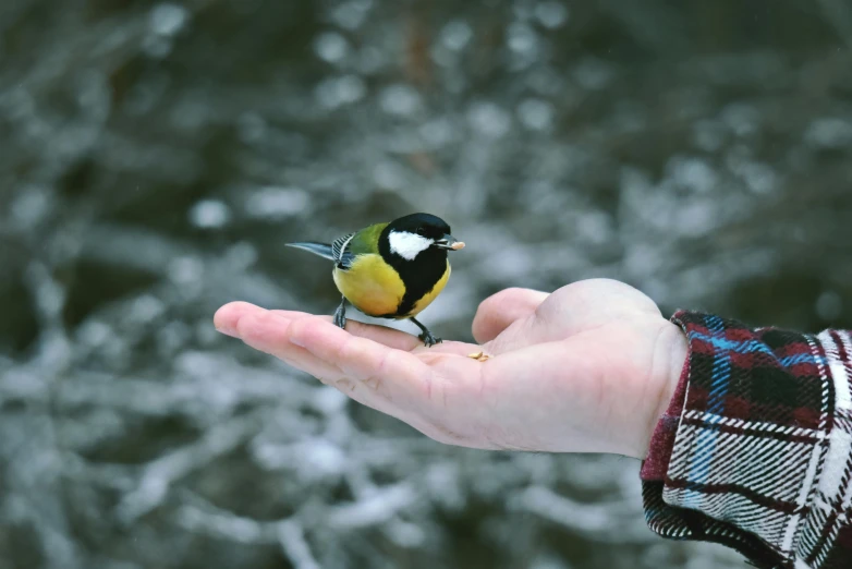 a person's hand is holding a small bird