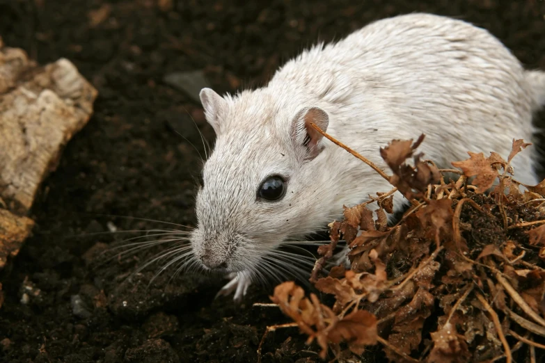 a white animal standing next to a pile of dirt