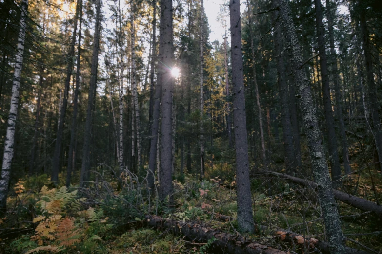 the sun is peeking out from behind the tall trees in the forest