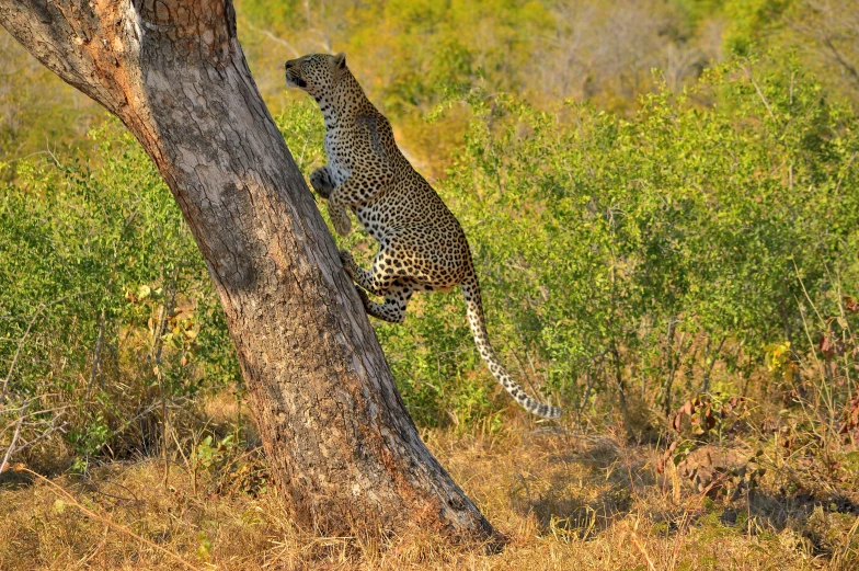 the leopard is climbing up a tree to climb down