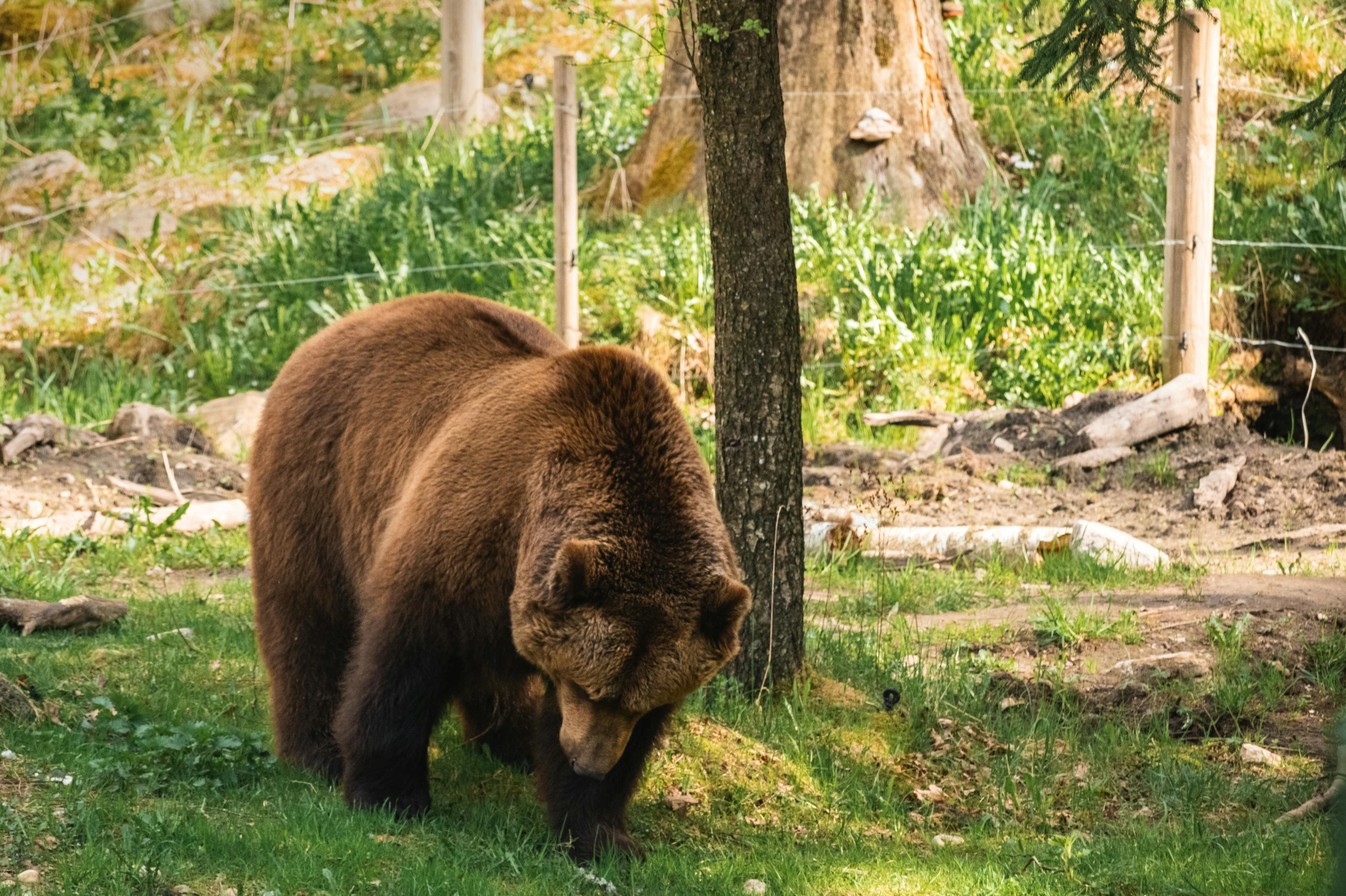 a brown bear is looking down at the ground