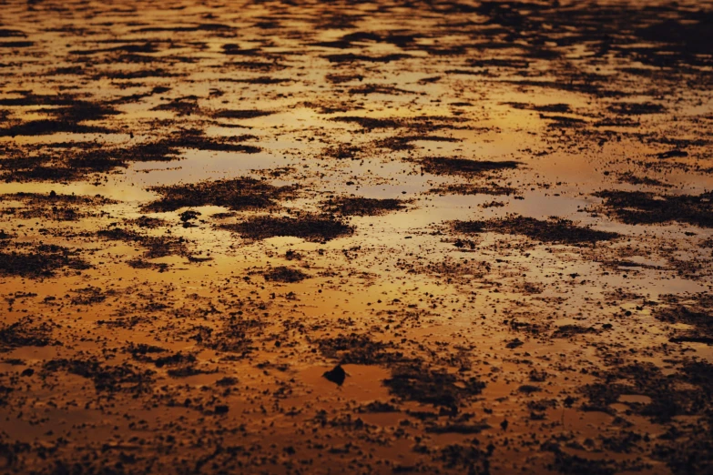 the water is very dark and dirty at sunset