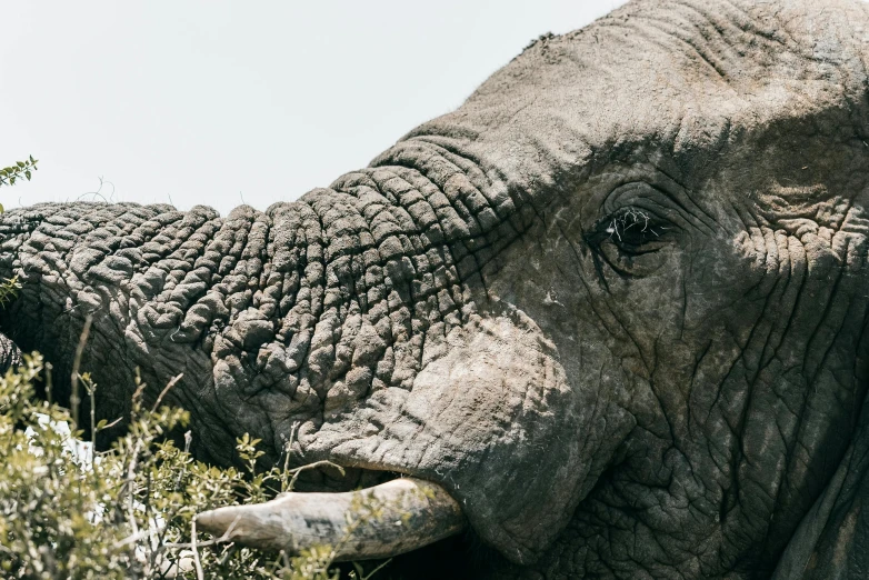 a close up s of an elephant in a grass field