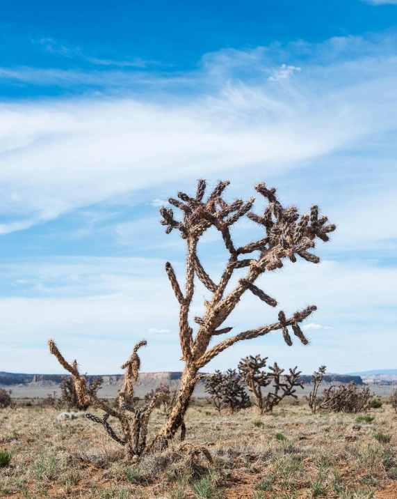 a small cactus in the middle of nowhere