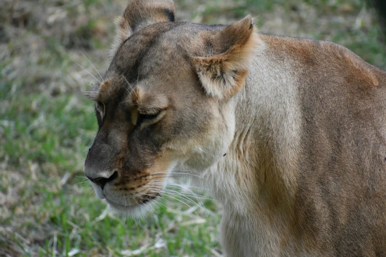 the head of a tiger, with eyes closed