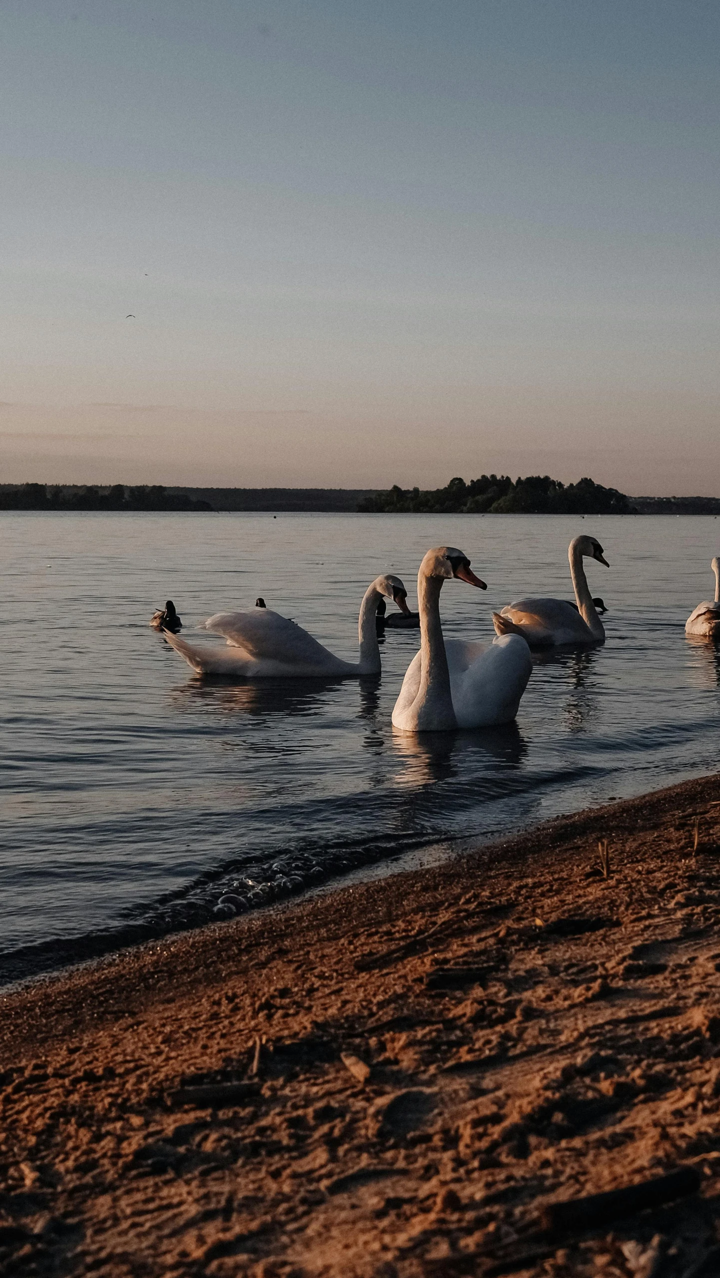 a family of swans are swimming in the water