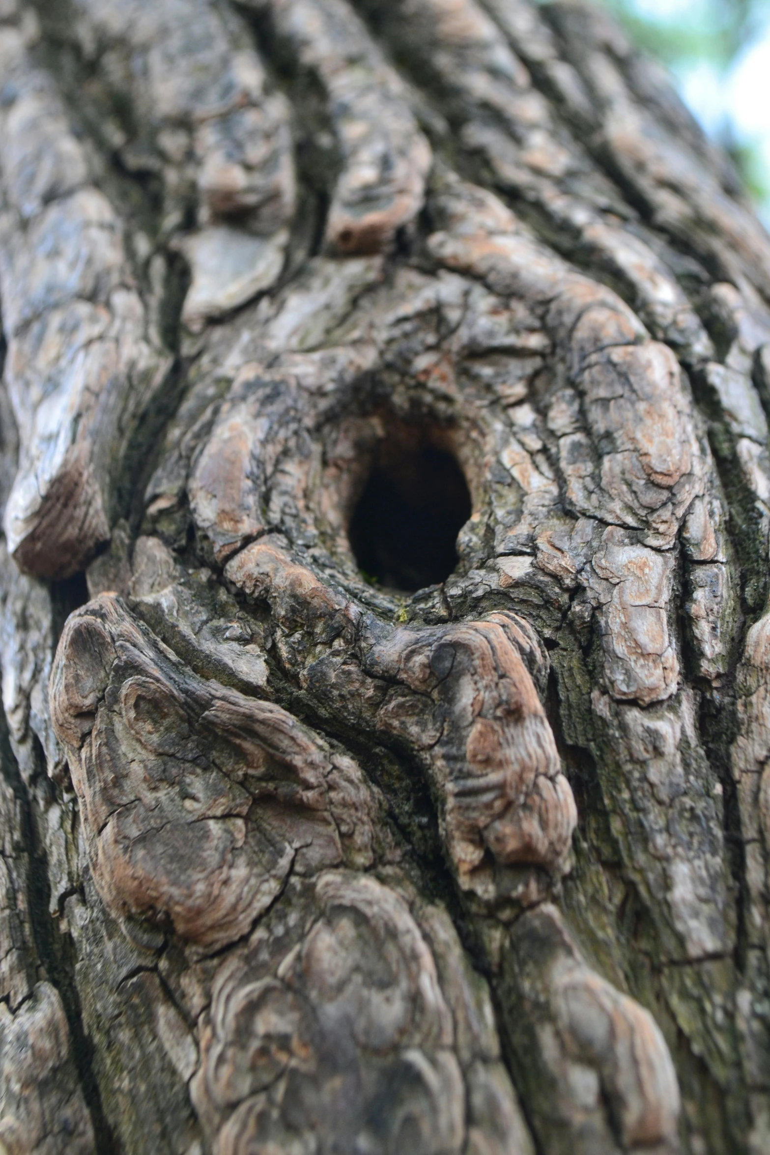 the hole in the bark of a large tree