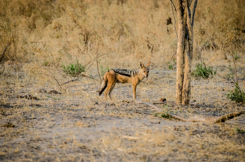 the small animal is standing next to the tree