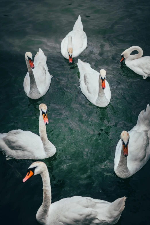 many white birds swimming in the water near each other