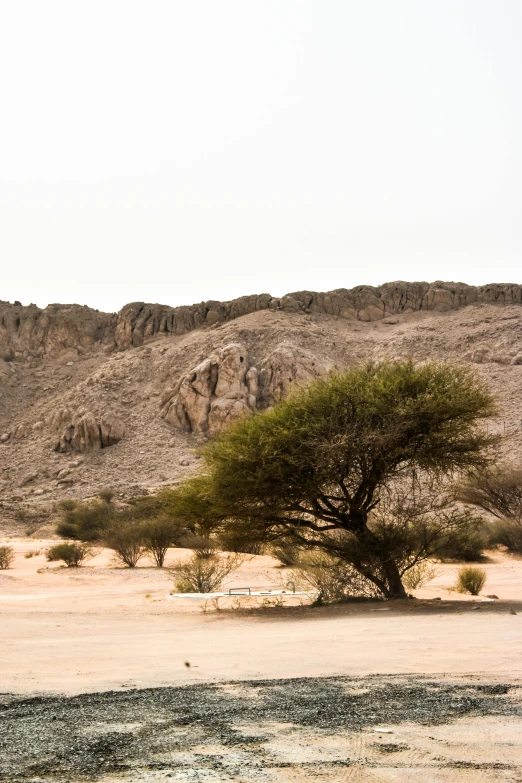 a tree sits in the foreground of an arid area