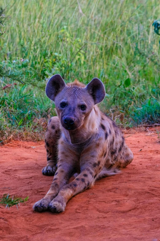 a spotted hyena laying on the ground