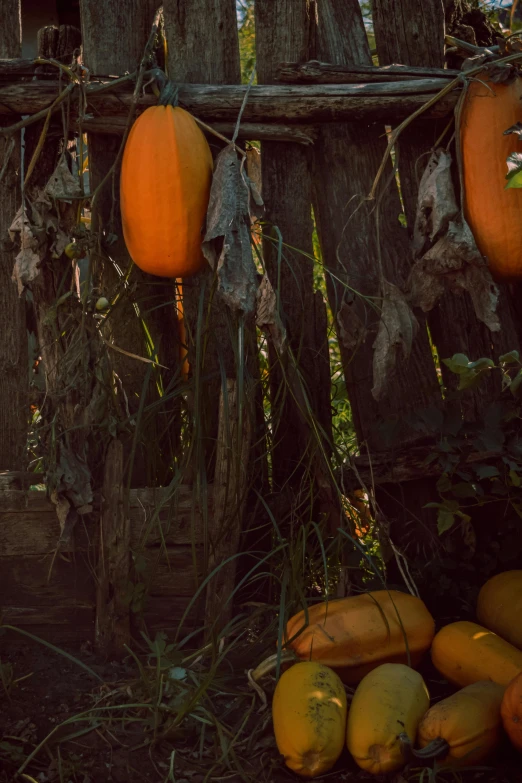 many ripe fruits hang on a string near a wooden fence