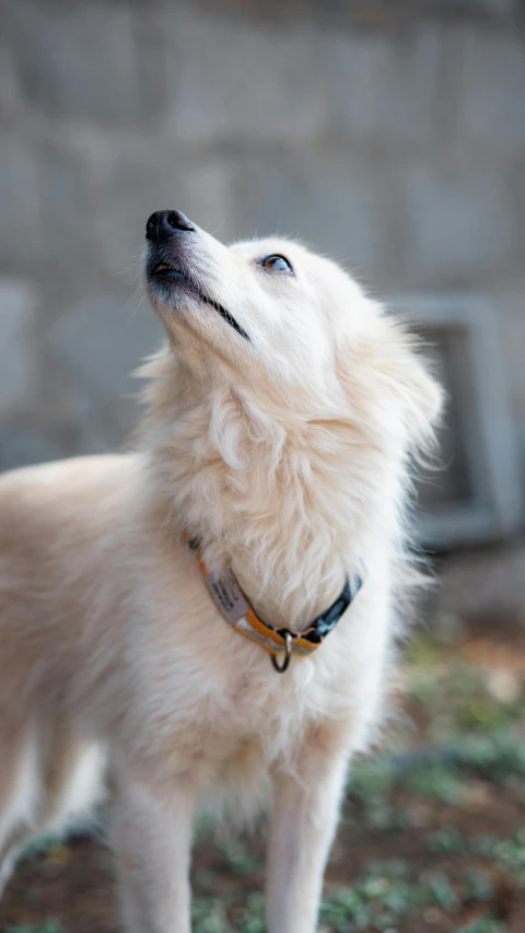 a dog with its head up staring upward