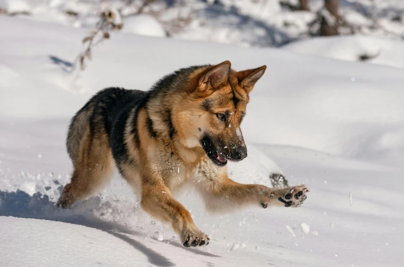 a german shepard running through the snow in the mountains