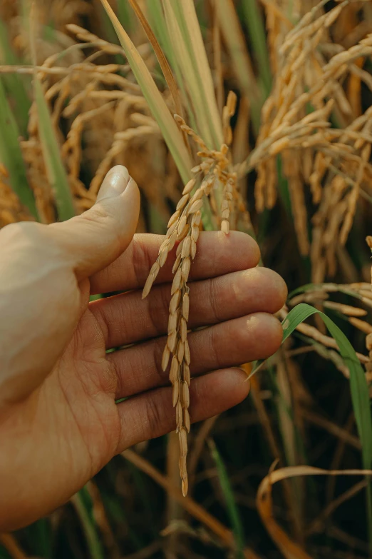 the hands of a person standing in a field with barley