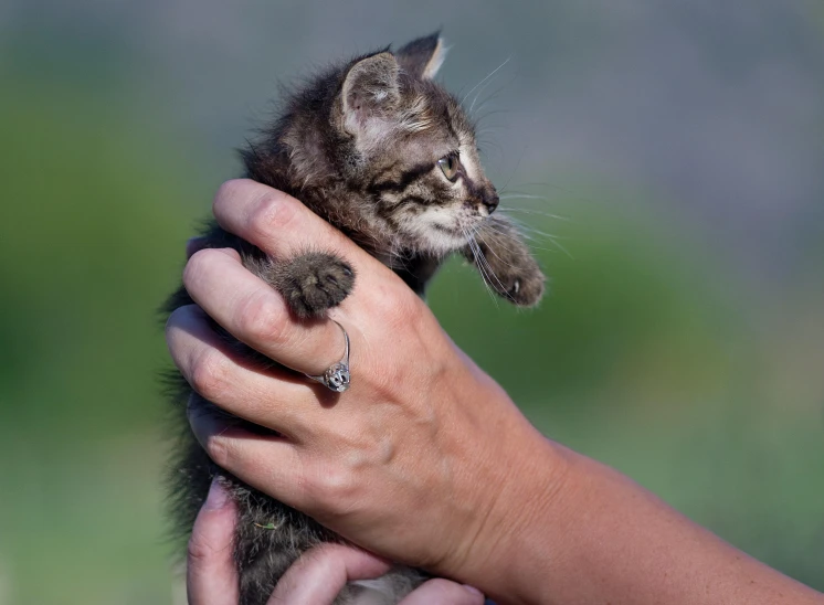 a person holds a little baby kitten in their hand