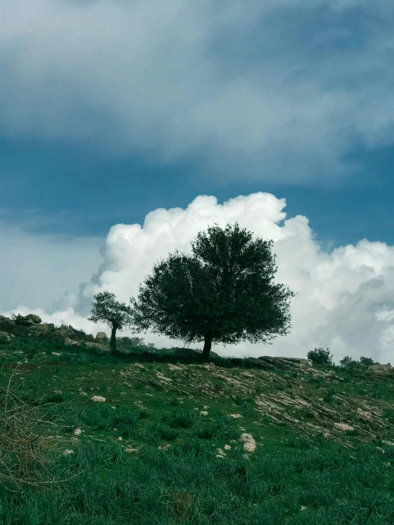 a lone tree sitting on the top of a grassy hill