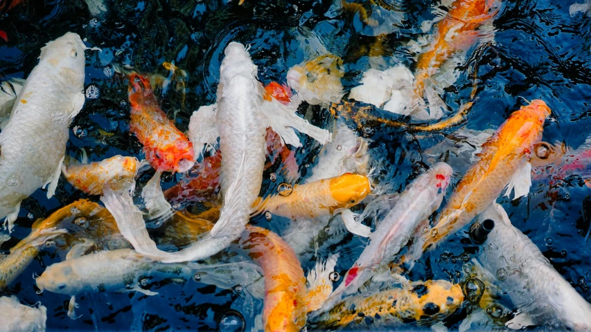 a flock of fish swimming in a pond