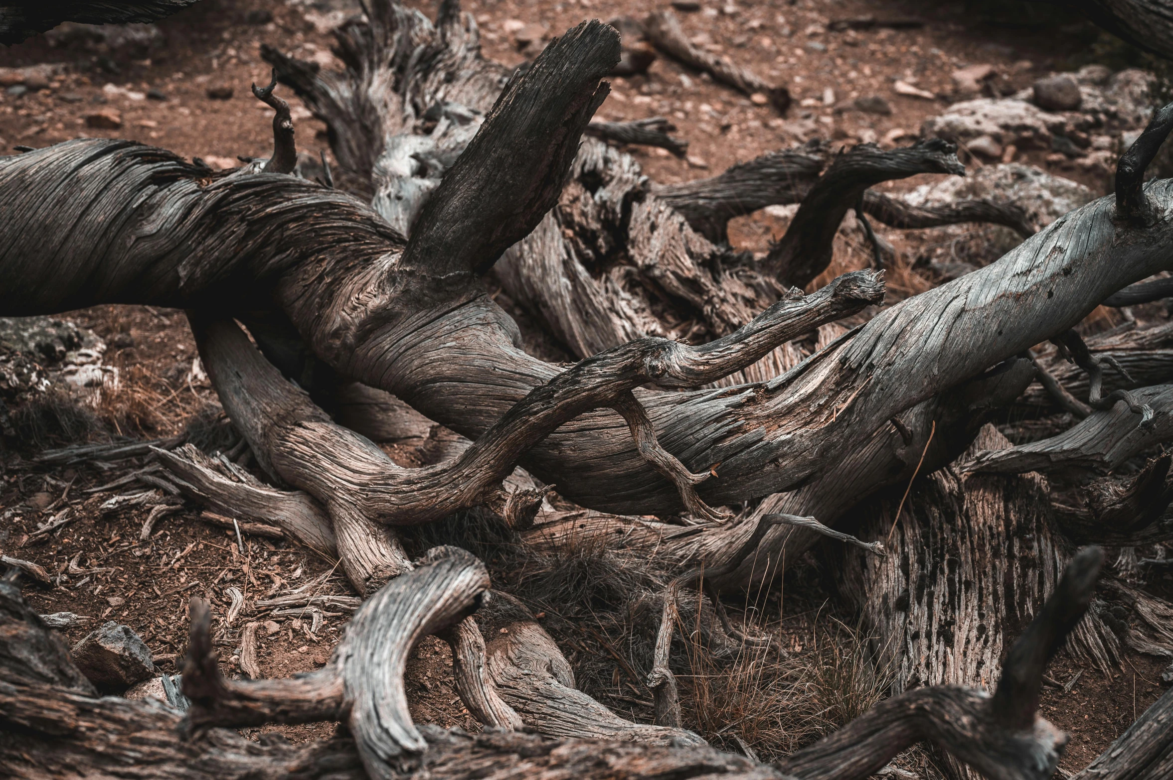 a close up of the trunk and back of trees